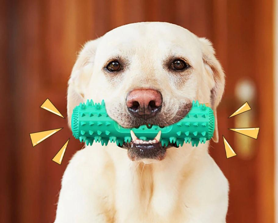 brosse a dents pour chien