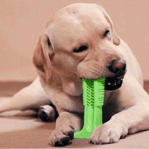 brosse nettoyage canines chien
