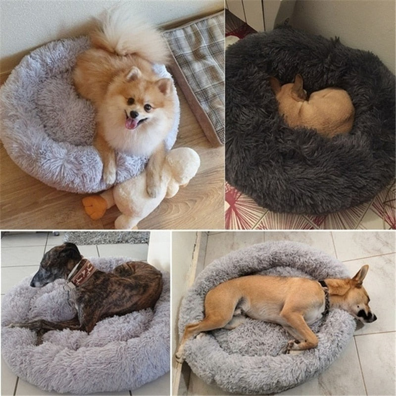 coussin-chien-heureux