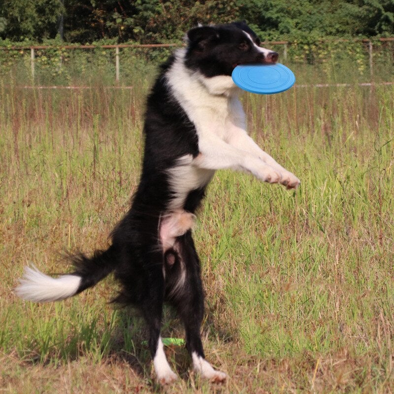 FlyingDisc™ disque volant pour animal de compagnie | Chien