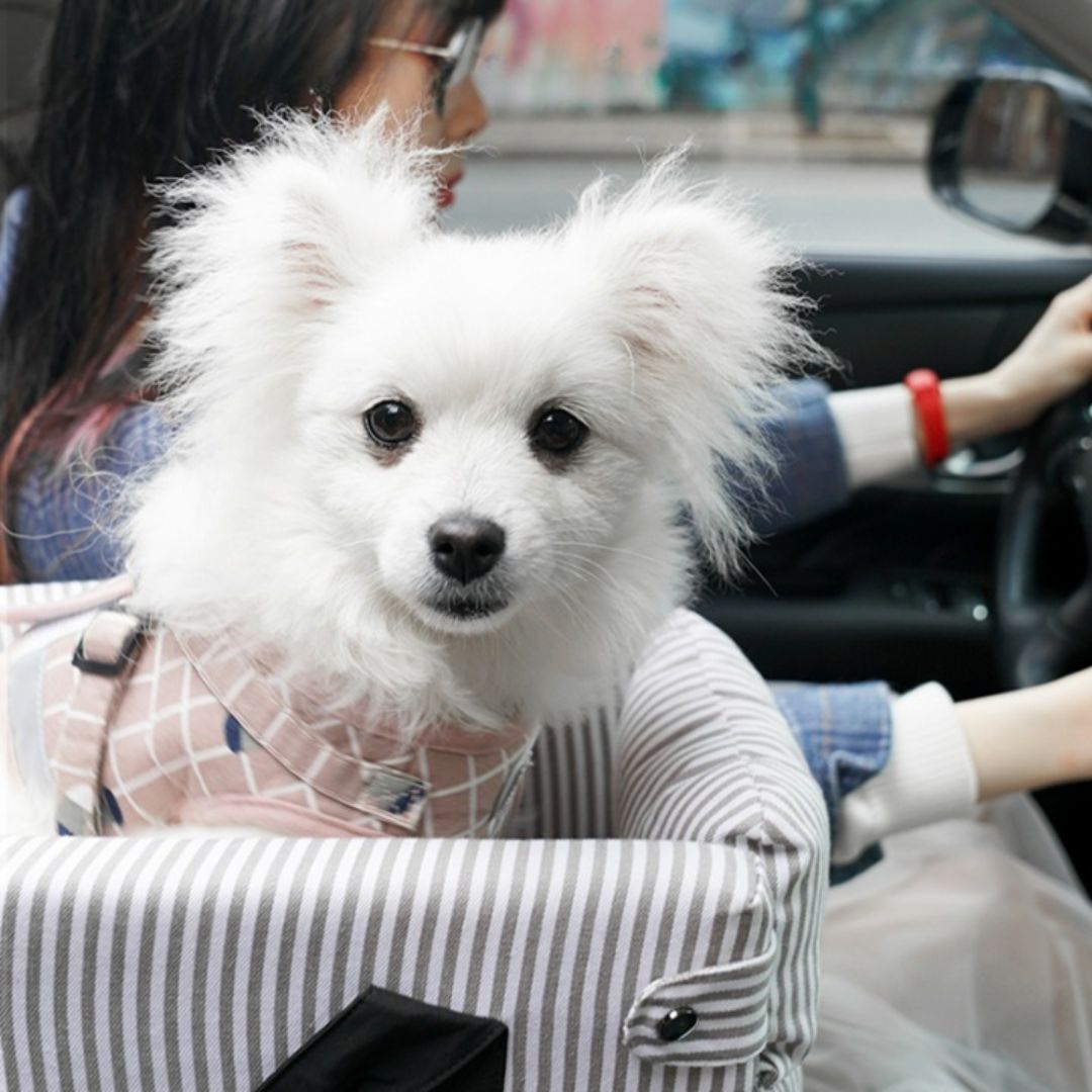 Panier-transport-pour-chien